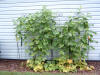 cumber on trellis