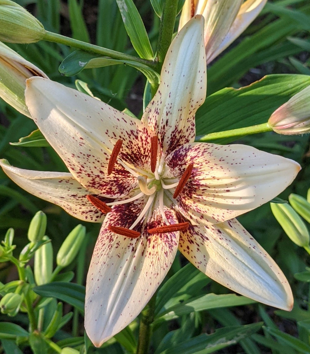 Big Bang lily